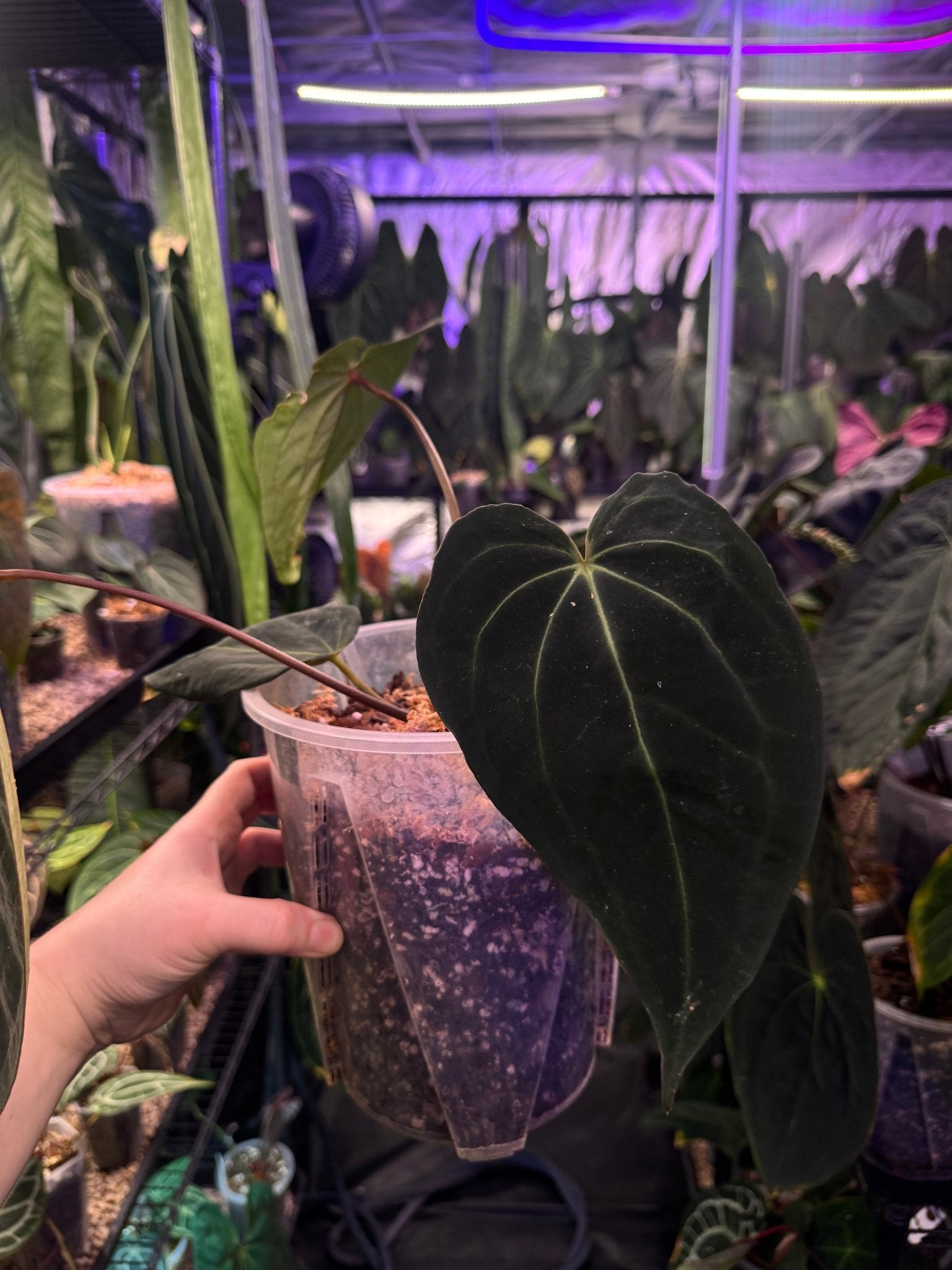 DocBlock Anthurium Black Widow '13' X Black Widow '43' - SMUKHI