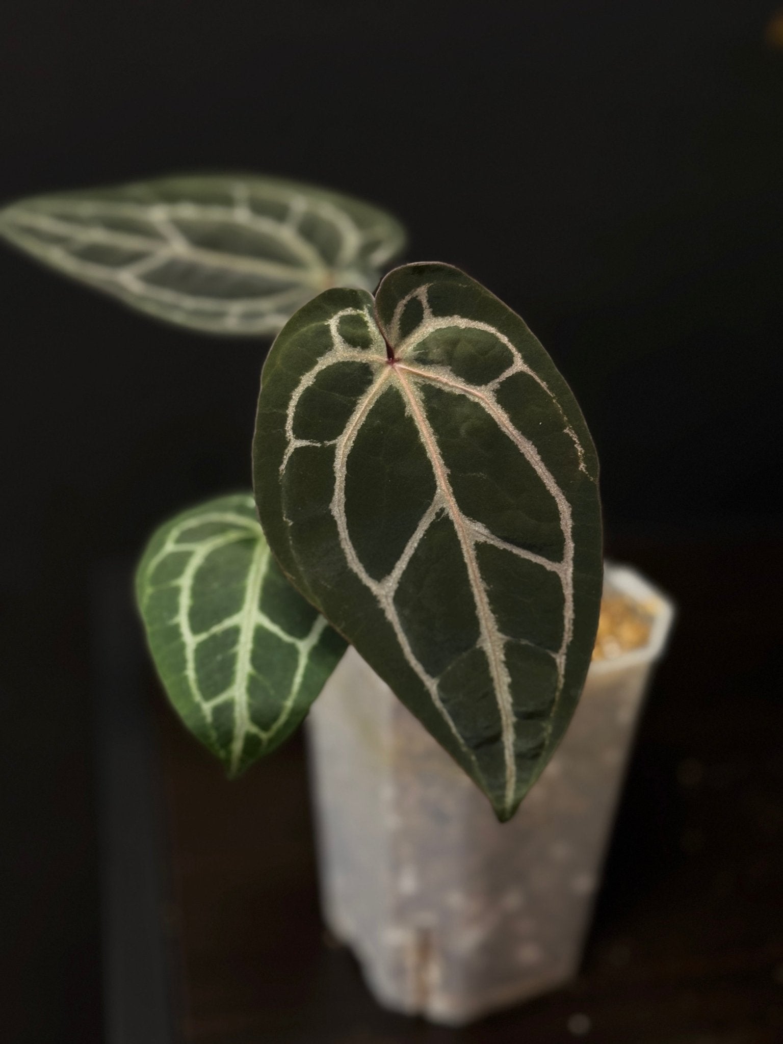 DocBlock Anthurium Crystallinum ‘8’ x Michelle ‘11’ - Clone - SMUKHI