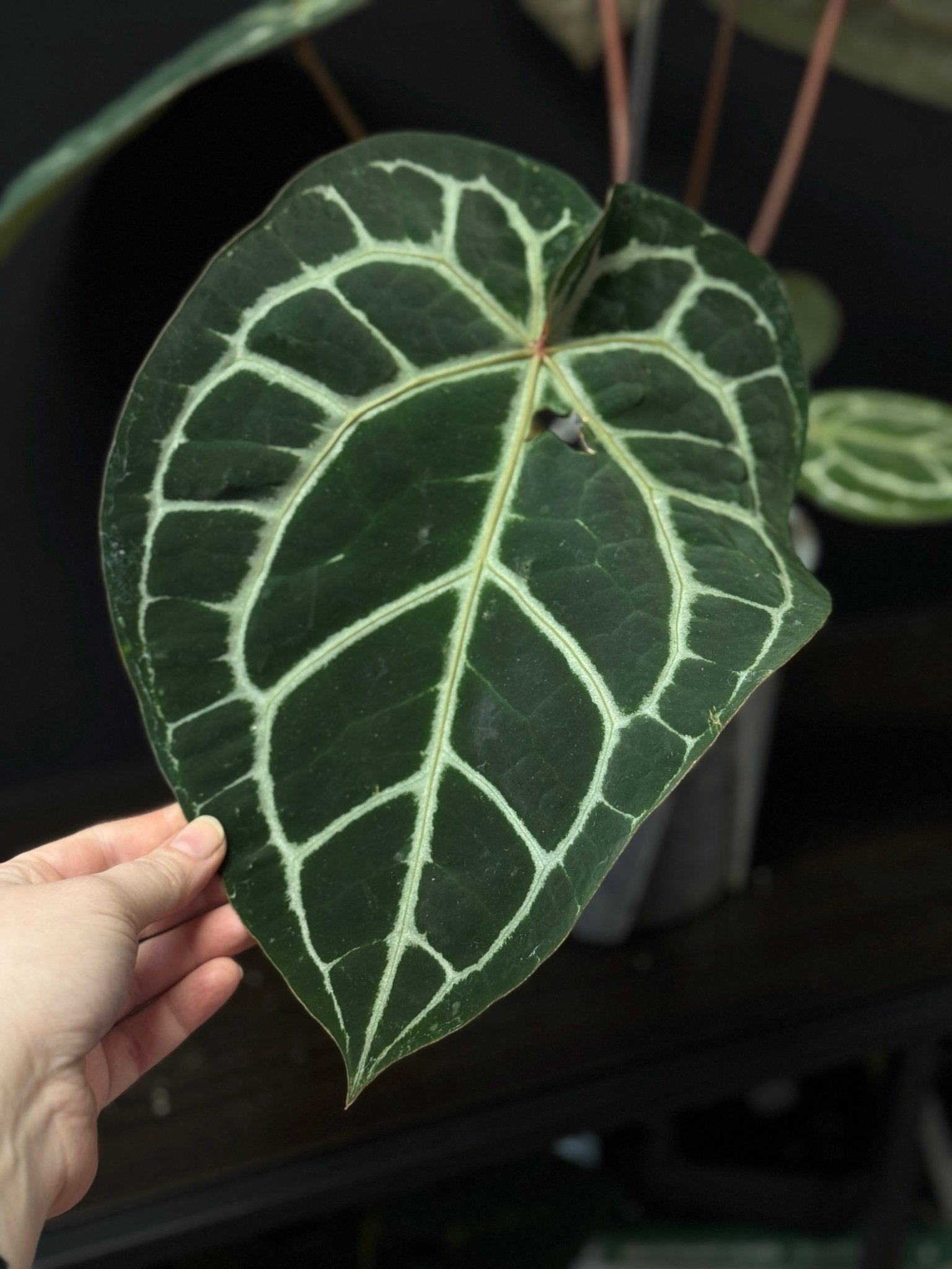 DocBlock Anthurium Michelle - SMUKHI