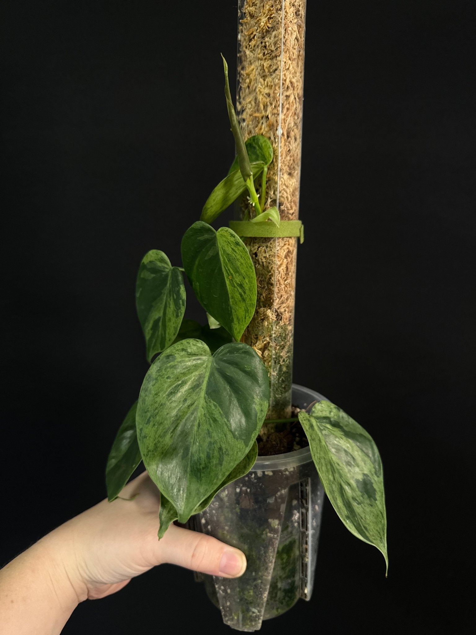 Philodendron Hederaceum Oxycardium Variegata - SMUKHI