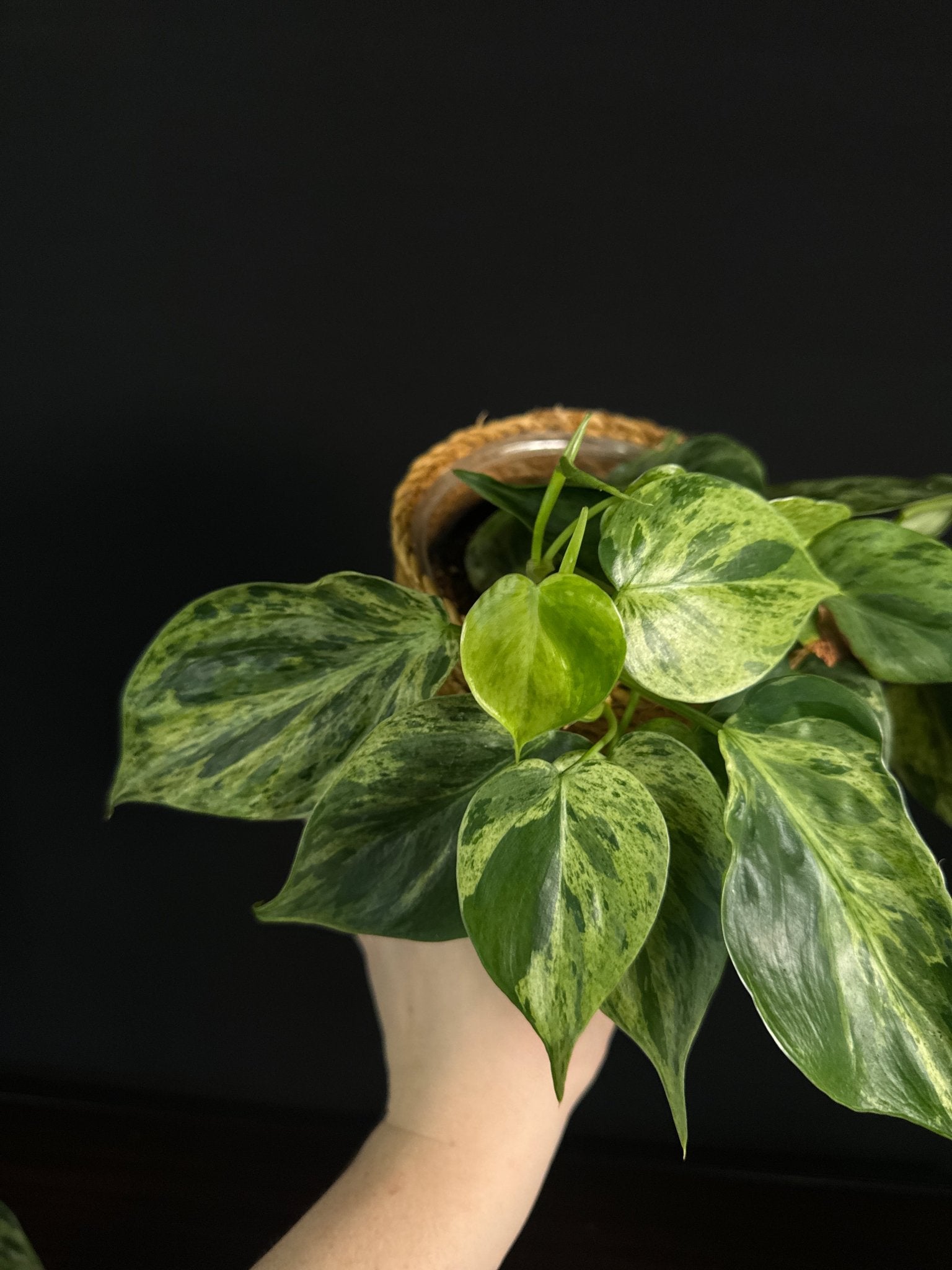 Philodendron Hederaceum Oxycardium Variegata - SMUKHI