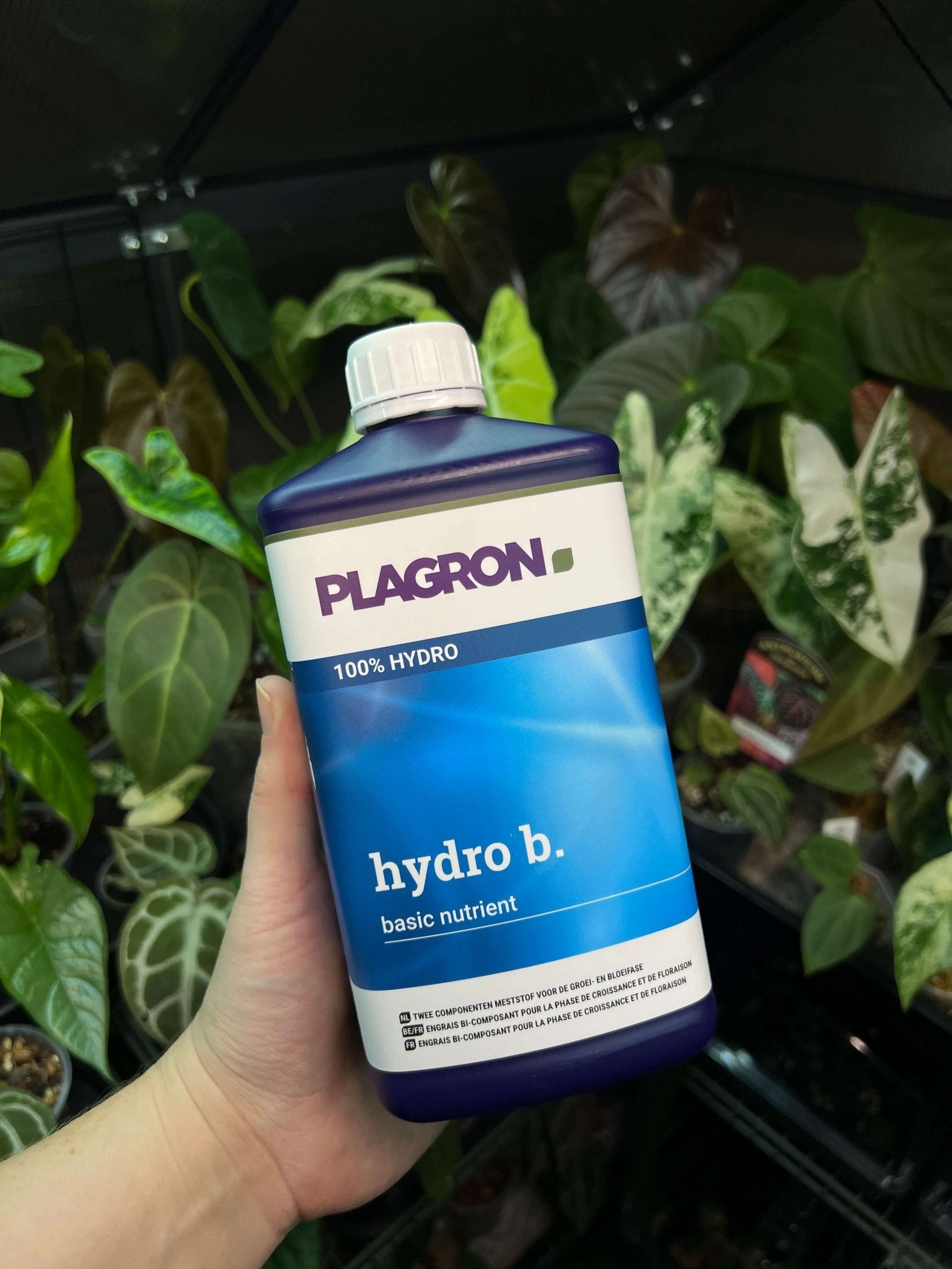 Plagron Hydro A+B - SMUKHI