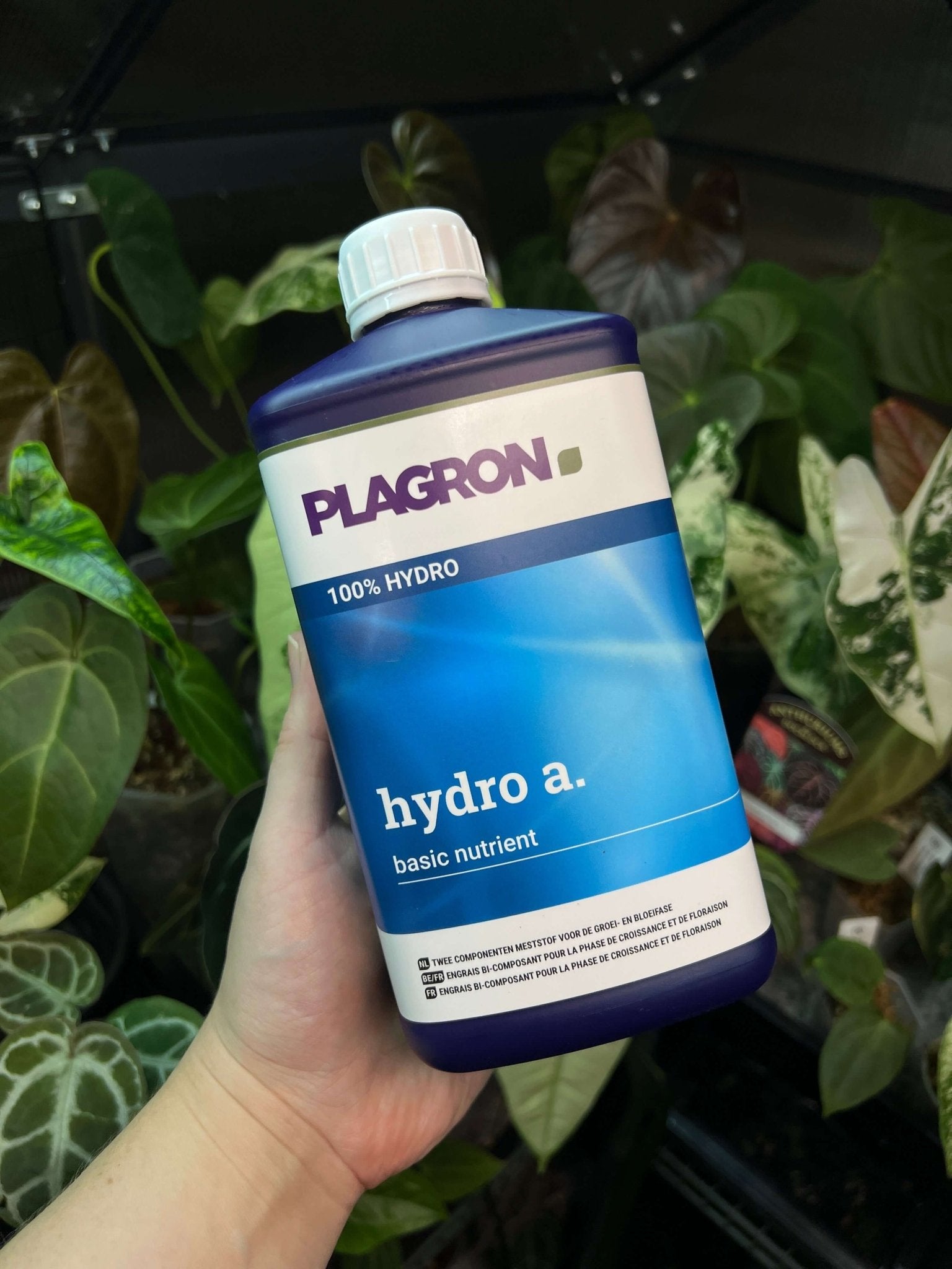 Plagron Hydro A+B - SMUKHI