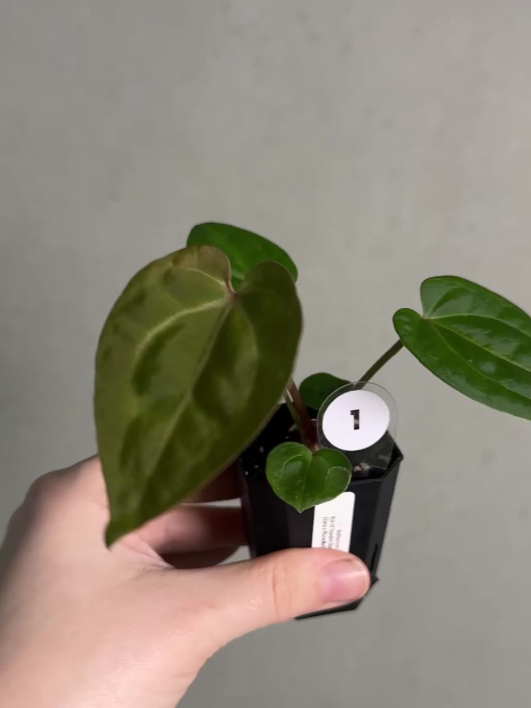 Anthurium Ace of Spades Dark Form x (Zara x Michelle) 'Selected