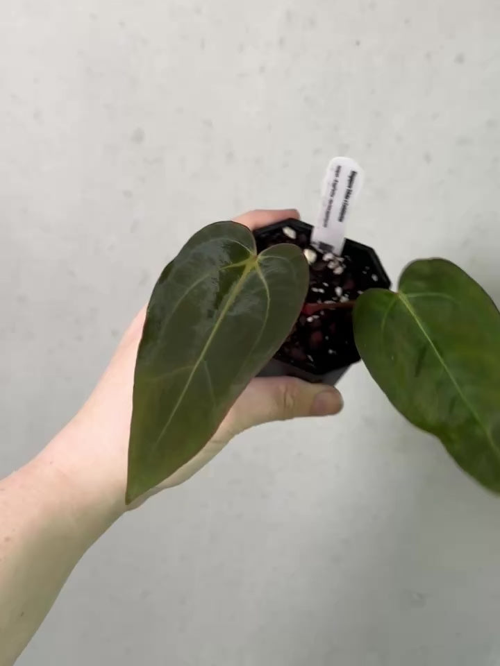 Anthurium Singapore Trilobe x Carlablackiae 'JPG.1' [Value Grade