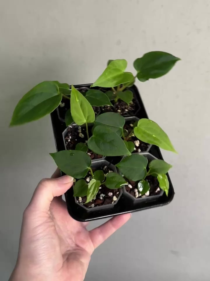 Anthurium (XOne x Indo Portillae) x Ralph Lynam S1 - Rare Finds