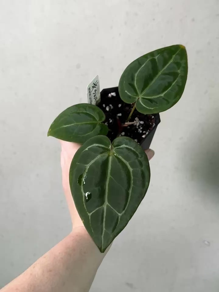 Anthurium 'Stripey' X2 x (Black Widow x Michelle) 'PM1' - Rare