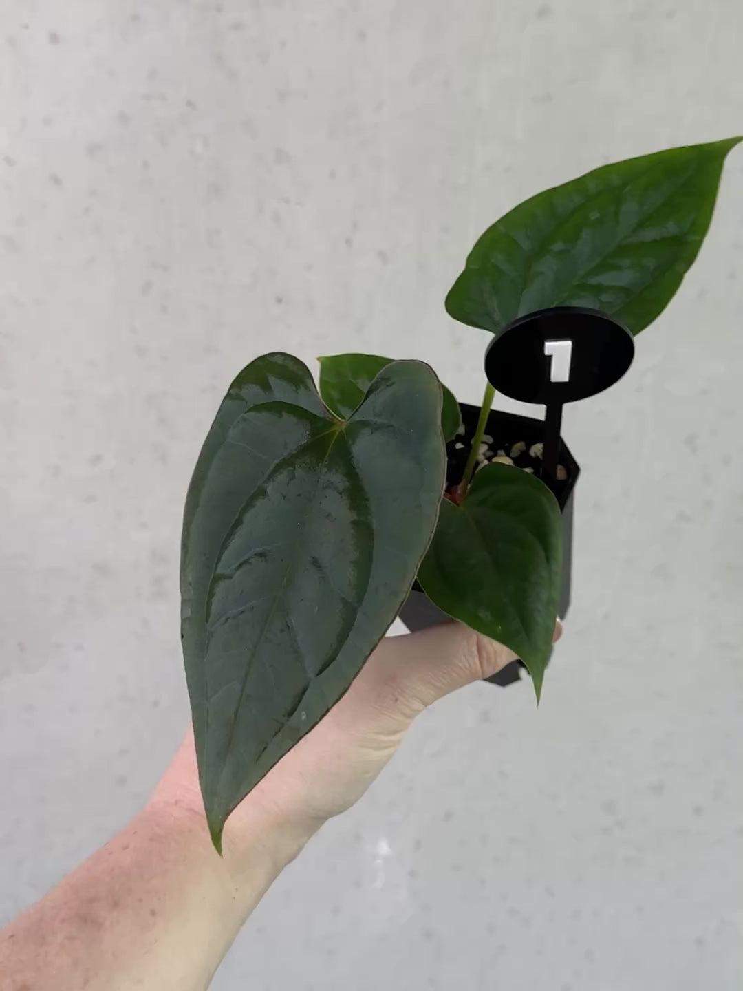 Anthurium (Dark Phoenix x Goliath) x (sp. Napo x Luxurians) - Rare