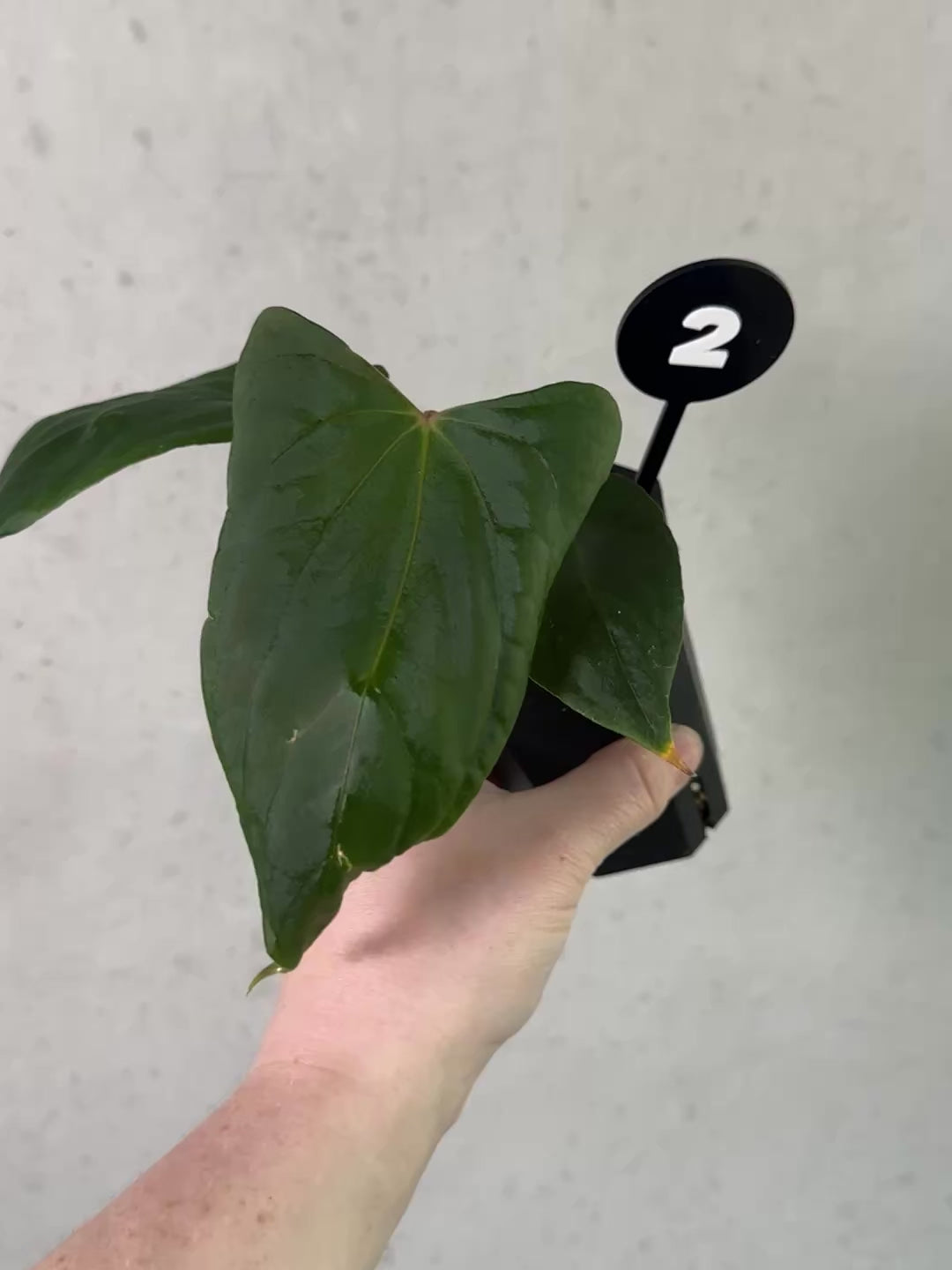 Anthurium Fort Sherman S1 x (Ralph Lynam x Fort Sherman) - Rare