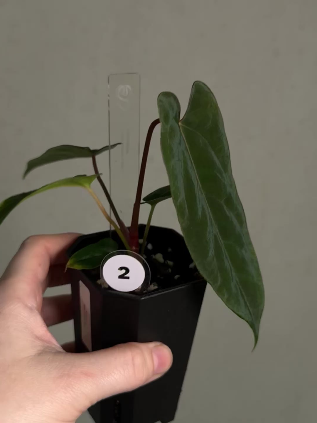 Anthurium Ralph Lynam x self | SMUKHI