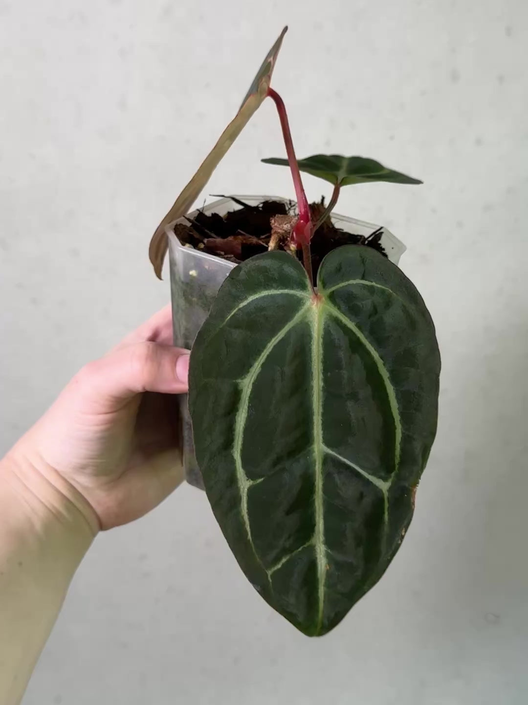 Anthurium Carlablackiae 'District' x BUZ1 - Clone - Rare Finds for
