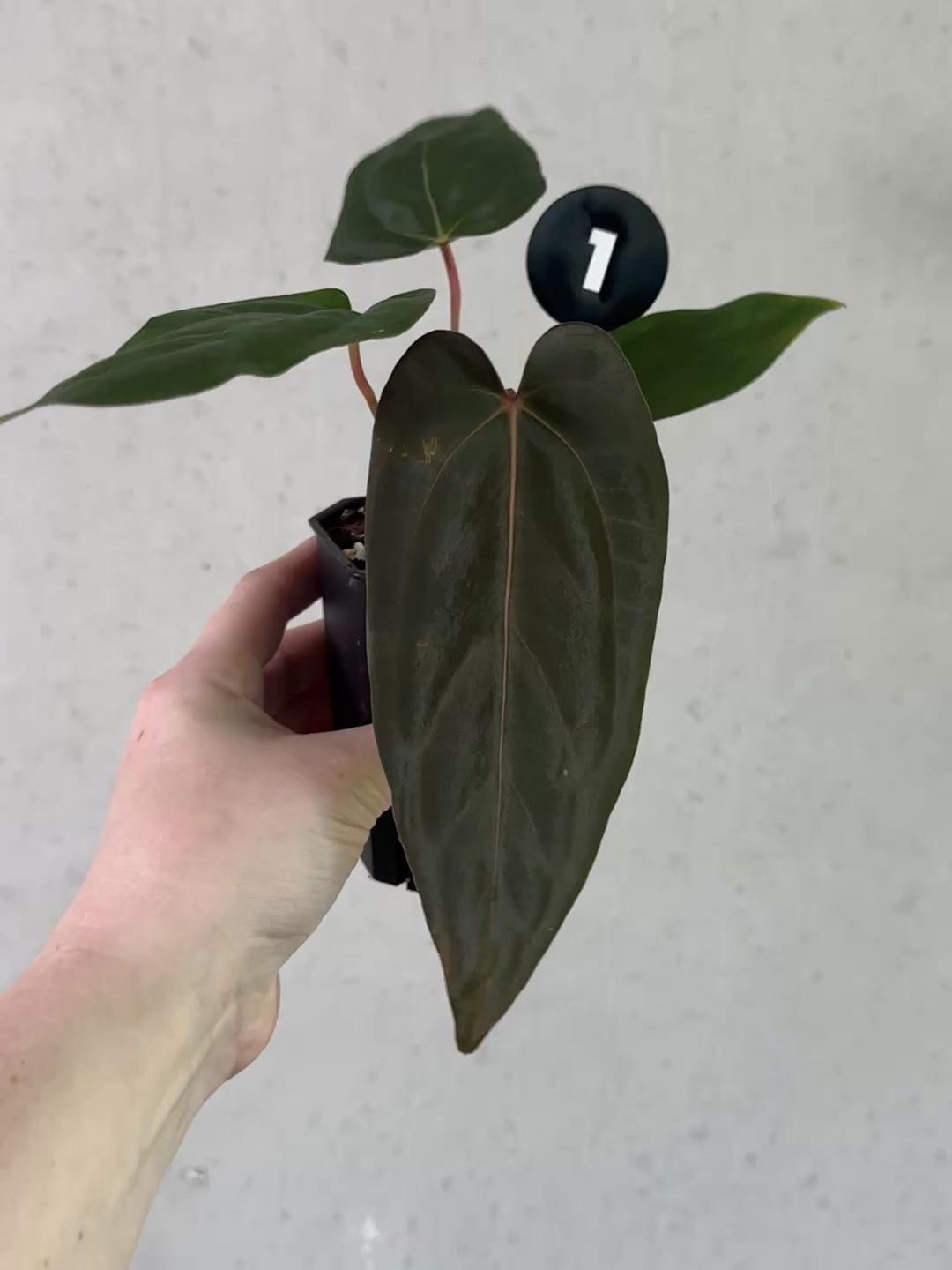 Anthurium Fort Sherman S1 x Carlablackiae x - Rare Finds for