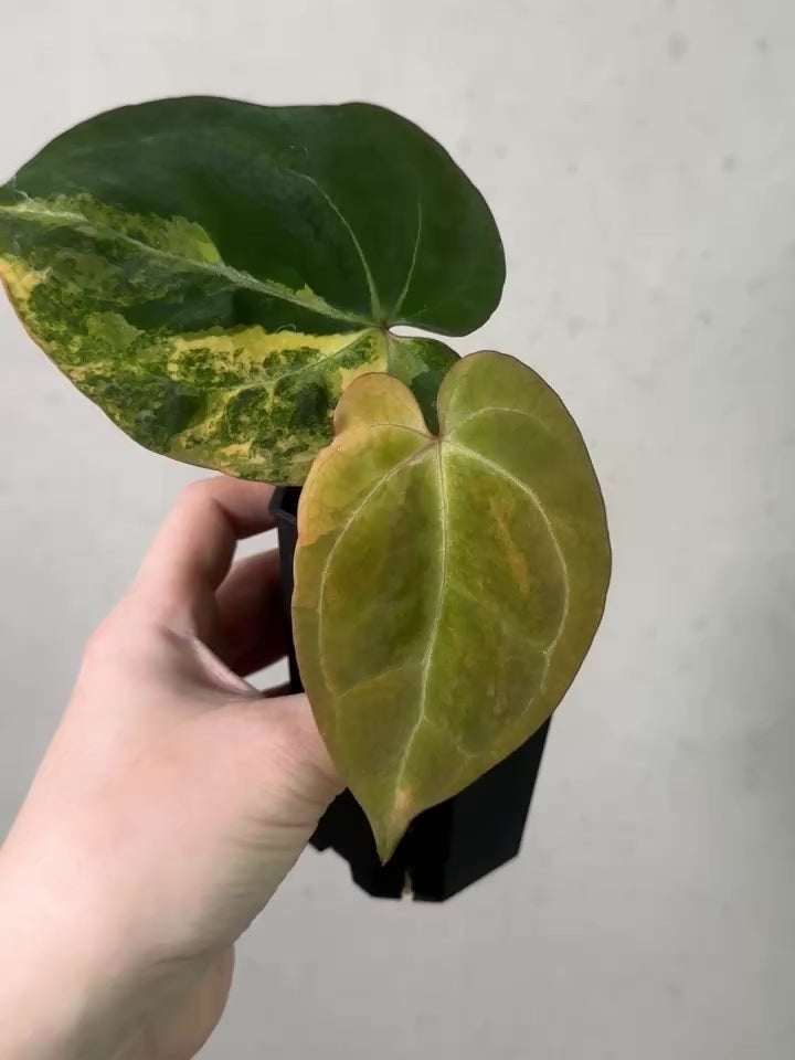 Anthurium 'Black Venom' Variegata - Clone - Rare Finds for Refined