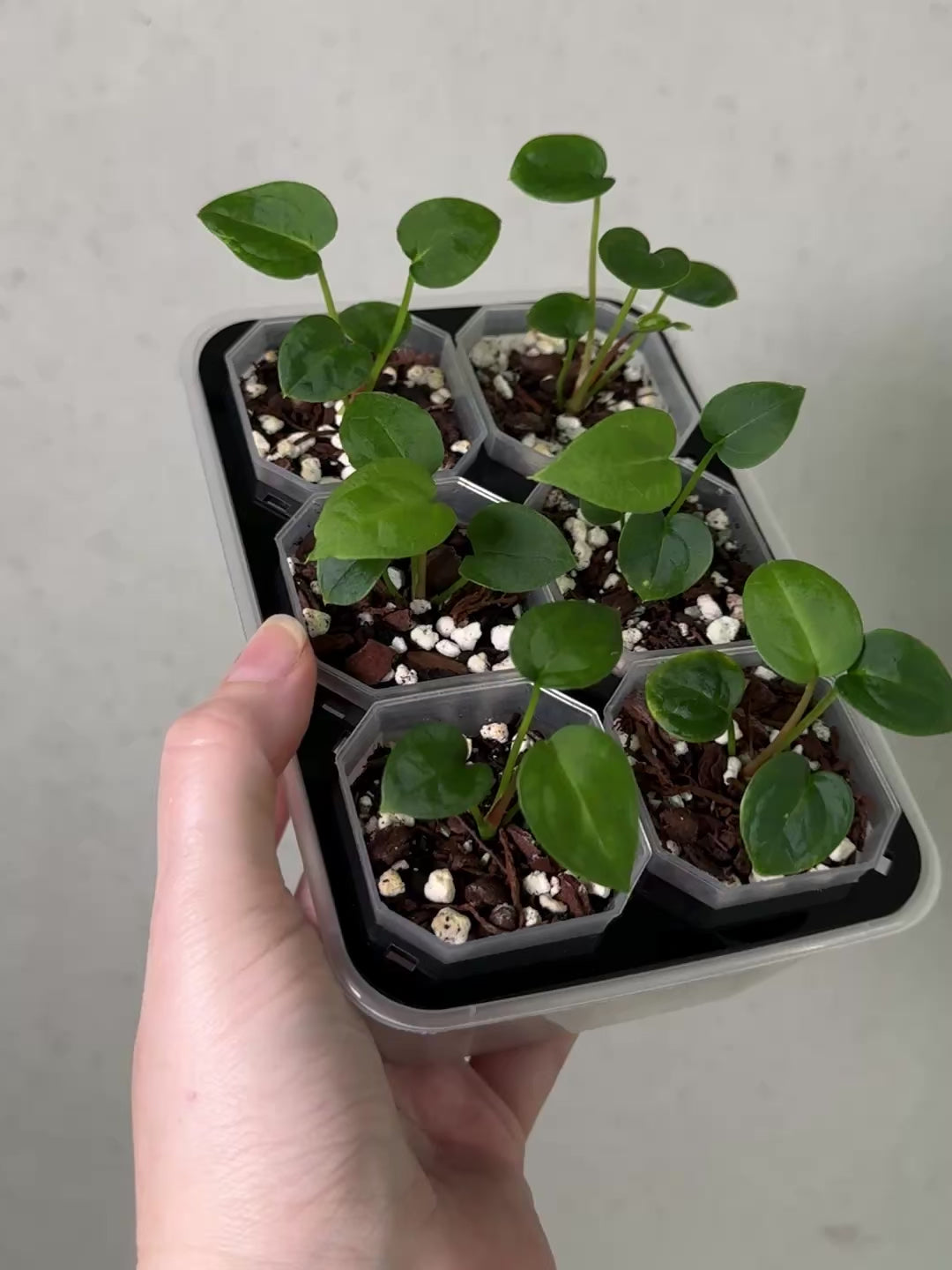 Anthurium (Blue Papillilaminum x Forgetii) S1 | SMUKHI