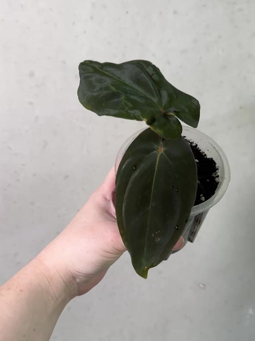 Anthurium BVEP 'Felix' x sp. Nov DF - Clone - Rare Finds for
