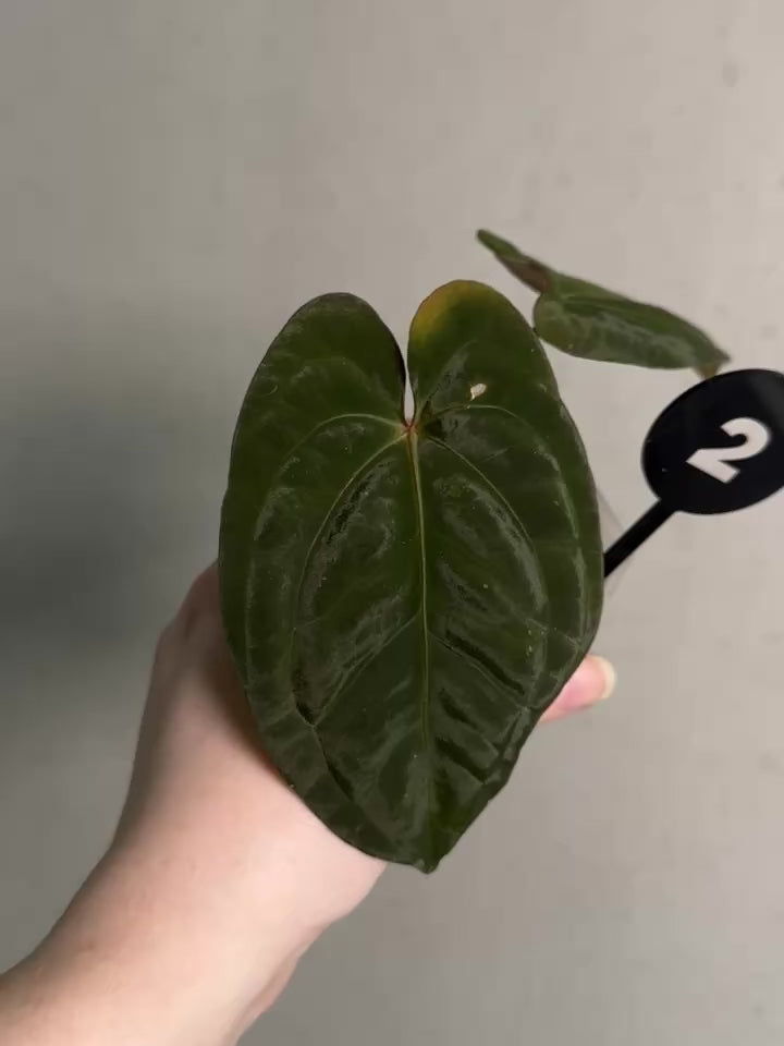 Anthurium 'Sherpa' (Dark Phoenix x RVDP) - Rare Finds for Refined