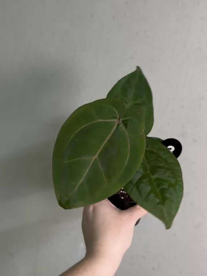 Anthurium Michelle x (?) - Rare Finds for Refined Collections | SMUKHI
