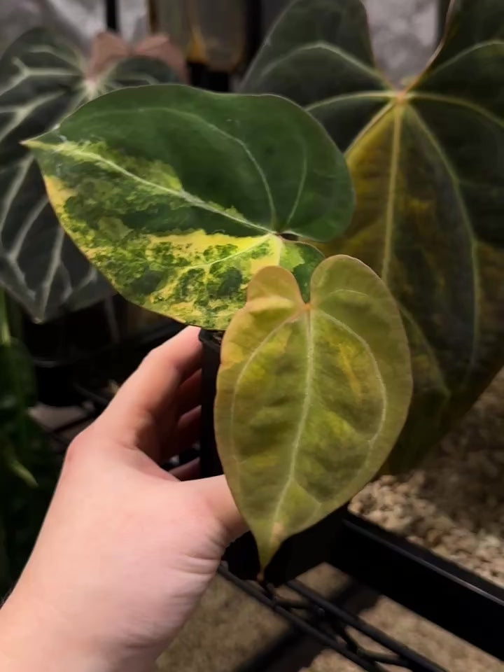 Anthurium 'Black Venom' Variegata - Clone - Rare Finds for Refined
