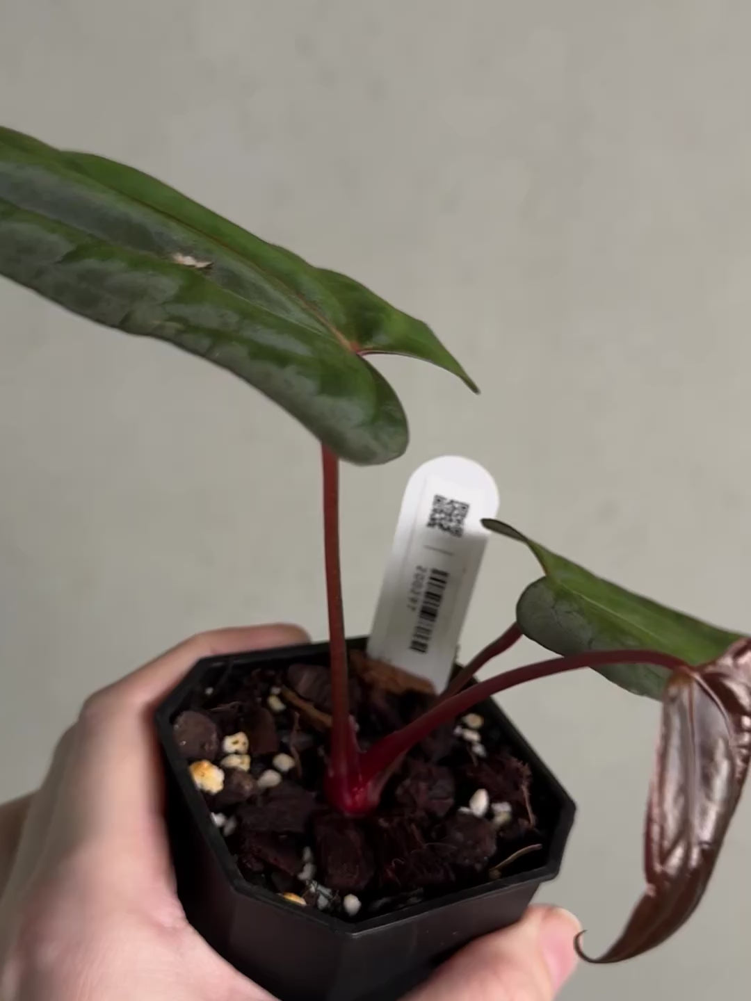 Anthurium Fort Sherman x Red Vein Dark Phoenix - Clone | SMUKHI