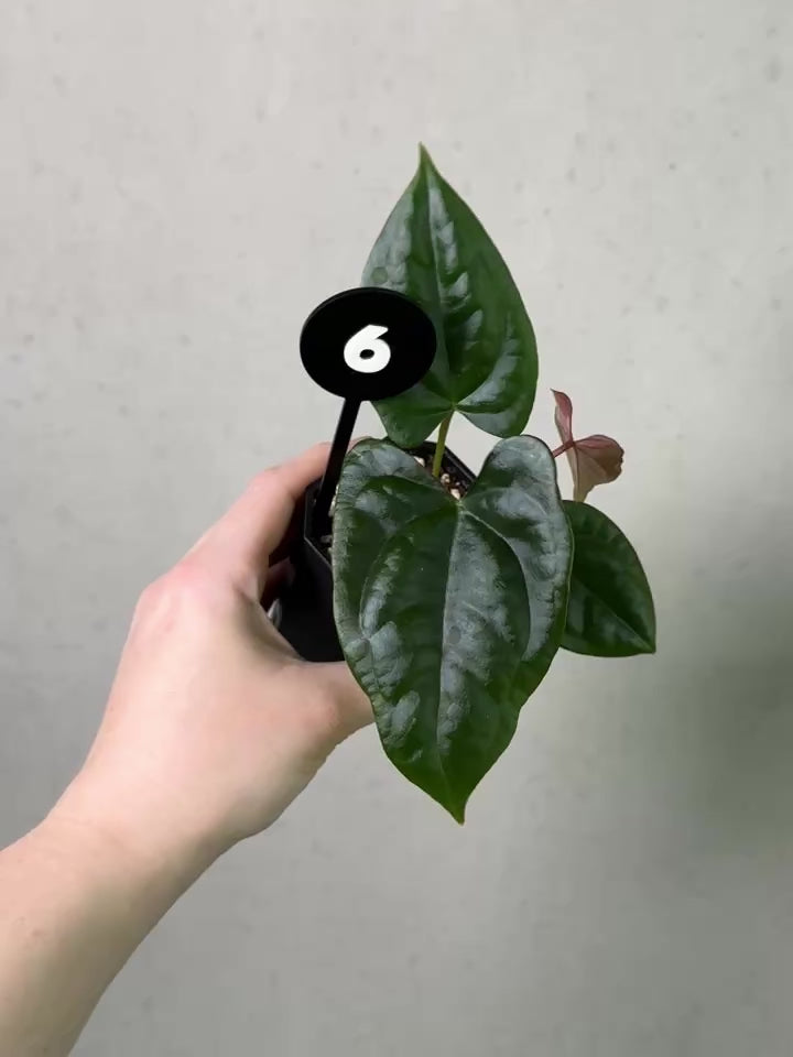 Anthurium (Dark Phoenix x Goliath) x (sp. Napo x Luxurians) - Rare