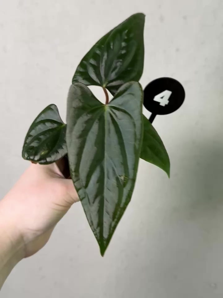 Anthurium (Dark Phoenix x Goliath) x (sp. Napo x Luxurians) - Rare