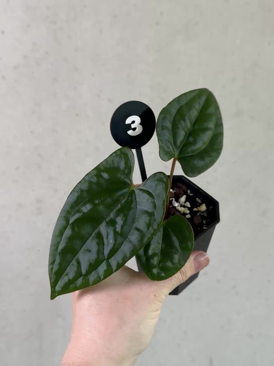 Anthurium (Dark Phoenix x Goliath) x (sp. Napo x Luxurians) - Rare