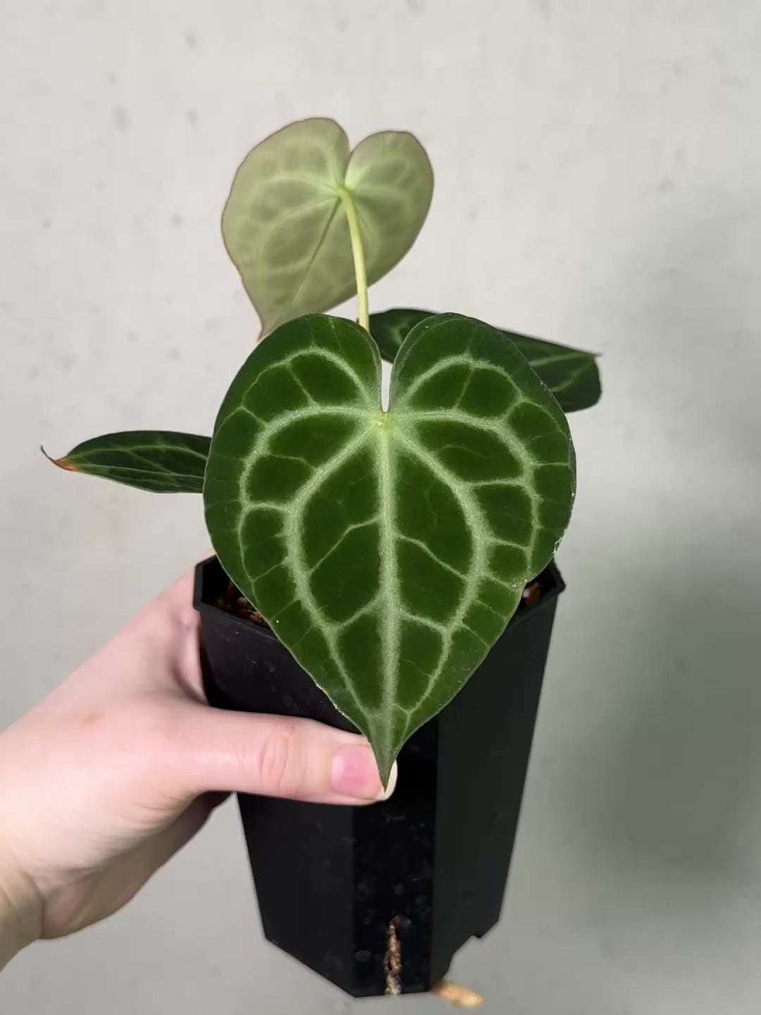 Anthurium King Clarinervium 'Sulanjana'