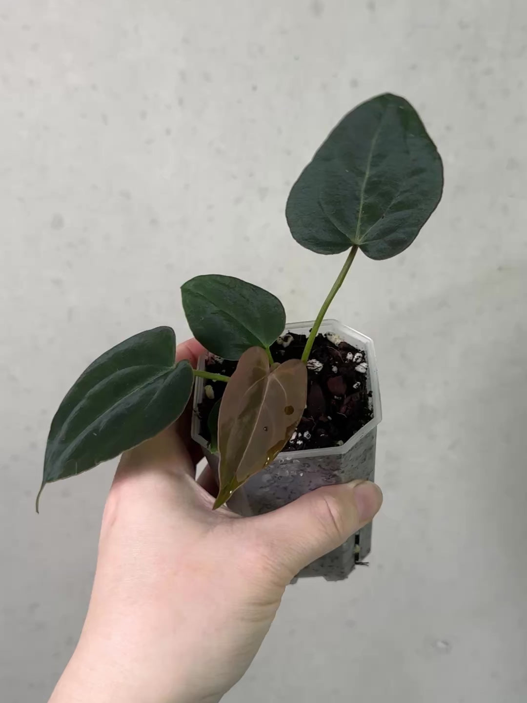Anthurium (Forgetii x Carlablackiae 'Amanda') x Portillae 'Dorito