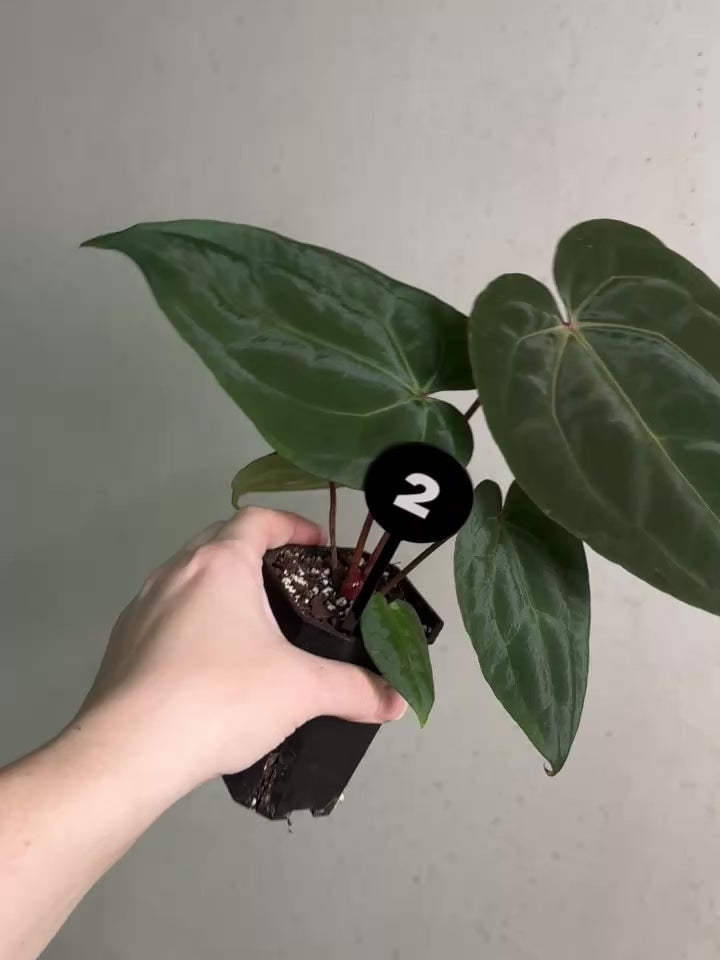 Anthurium Michelle x (?) - Rare Finds for Refined Collections | SMUKHI