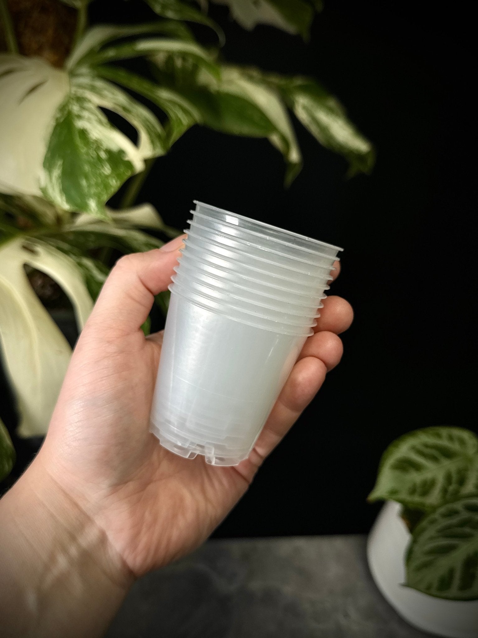 Set of 10 clear plastic plant pots, 6 cm size, from SMUKHI, ideal for small indoor or outdoor gardening.