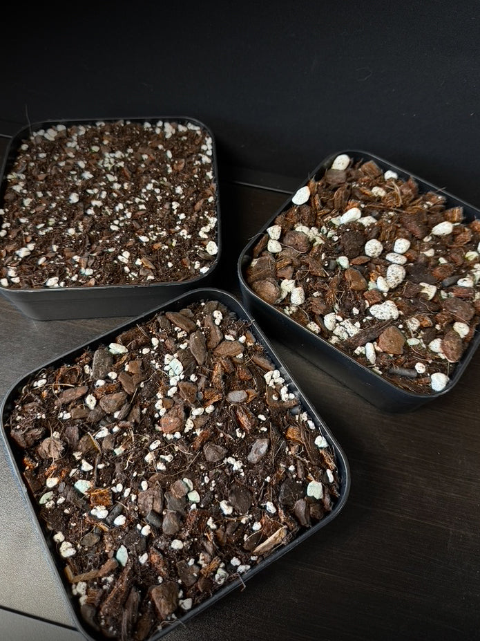 SMUKHI Aroid Organic Mix substrate with chunky cruesli texture in three grades, suitable for healthy plant growth.