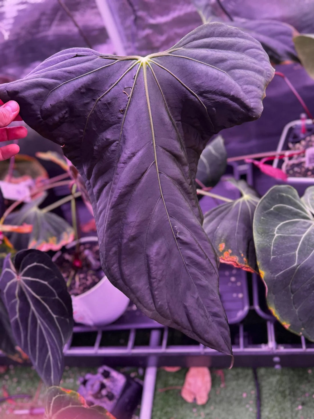 Anthurium Kunayalense PM5 x (BVEP RA1 or sp. Nov DF)