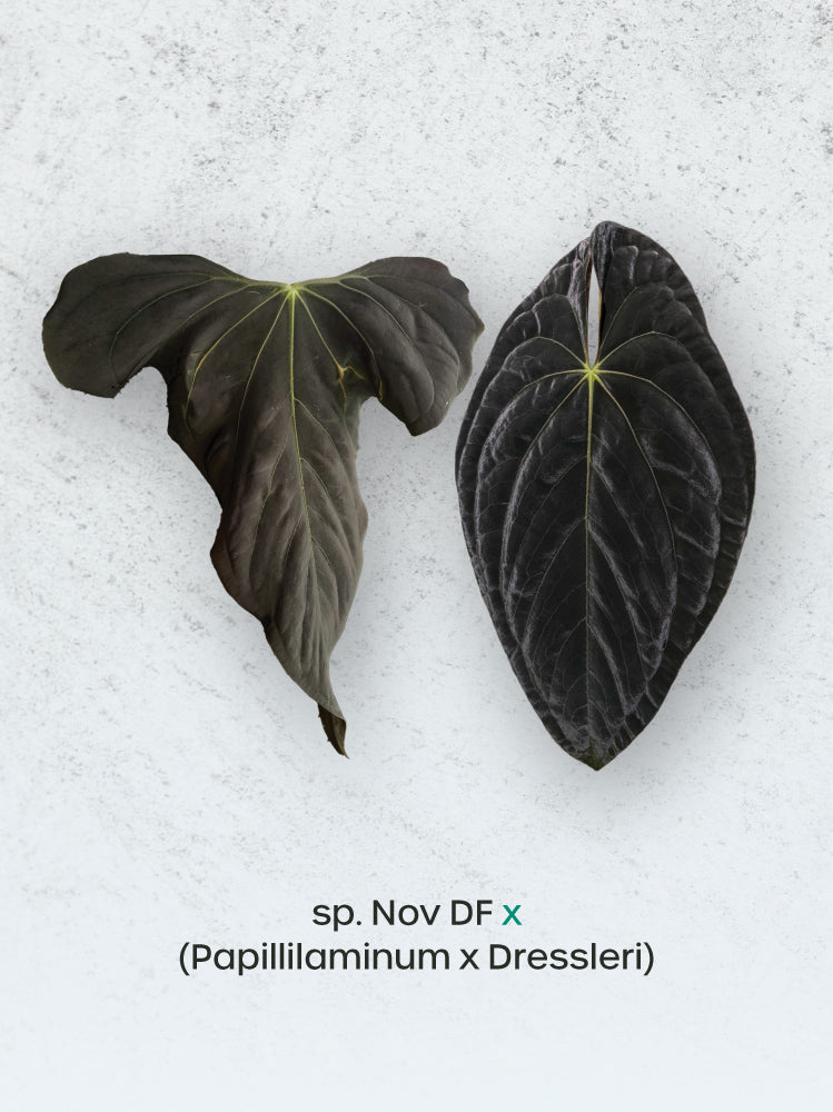 Anthurium sp. Nov DF x (Papillilaminum x Dressleri) - Rare Finds