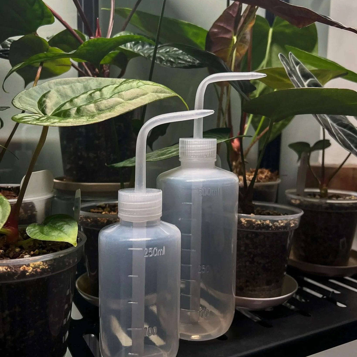 Watering Bottle 250ML