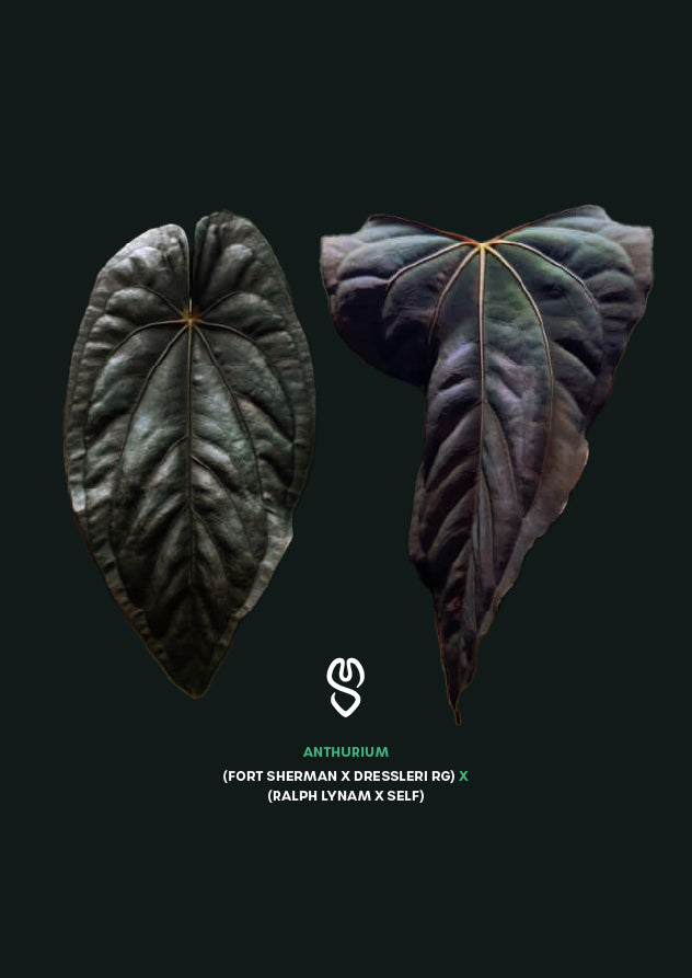Anthurium (Fort Sherman x Dressleri RG) x (Ralph Lynam x self)